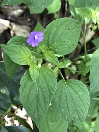 Image result for Browallia americana