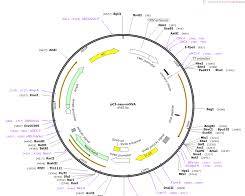 Image of pCIneomOVA plasmid map