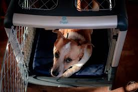 Welcome to reddit my dogs get crated for punishment if they misbehave (snap over a toy, get on the table and eat an entire bag of almonds, etc. Diggs Revol Dog Crate The Best Collapsible Dog Crate For Home Travel Long Haul Trekkers