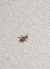 Ich hab angst vor spinnen. Babyspinne Oder Kleine Spinne