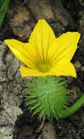 Image result for Cucumis zeyheri