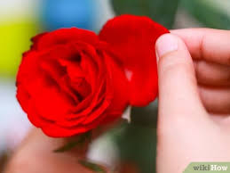 A sugar solution can provide food for the flower, but it will also promote the growth of microbes. How To Sugar Flowers 8 Steps With Pictures Wikihow