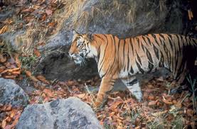 Tiger Wars Dinsdag 17 Februari Om 18 00 Uur In Het Tijgerreservaat Bandhavgarh Worden Vetes Op Leven En Dood Uitgevochten Big Cats Animals Digital Painting