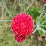 Image result for Kleinia abyssinica