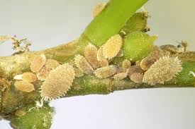 Image result for Mealybug cucumber