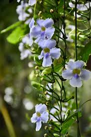 Image result for Thunbergia grandiflora