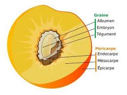 Sirtin Fruits Les Faux Amis Biologie Vegetale Botanique Graine