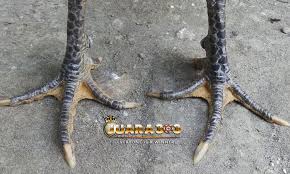 Cara mengairi ayam dan trik melepaskan ayam di arena part 1. Gambar Kaki Ayam Pukul Mati
