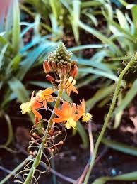 Image result for Bulbine capitata
