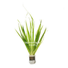 Image result for Blyxa aubertii