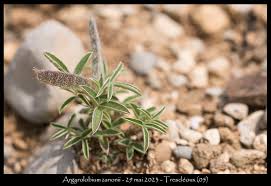 Image result for Argyrolobium fischeri