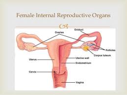 Positions of the uterus and vagina. Parts Of The Female Reprodutive System