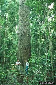 Image result for Eucalyptus cloeziana