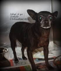 The 911 dispatch will contact an officer to respond to your call. Kingsport Sbk Animal Shelter Adoptable Animals This Week Timesnews Net