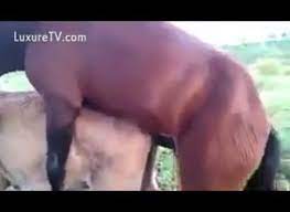 Gay horses mating - Zoo Porn Horse, Zoo Porn With Men at Katitube