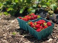 Strawberry Festival