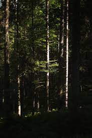 Waldbaden Shinrin Yoku Warum Uns Der Wald So Gut Tut Wald Baden Meditation