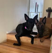 Great with kids and other dogs. Jhygzsbcejqrom