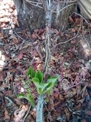 Image result for Obetia radula