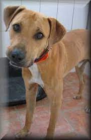 Lancaster puppies advertises puppies for sale in pa, as well as ohio, indiana, new york and other states. Rhodesian Ridgeback Labrador Mischling Ringo Rude Zuhause Gefunden Retriever Hilfe E V Happy Ends Archiv Von Zergportal De
