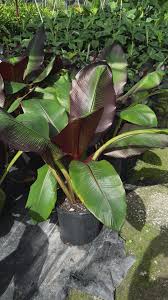 Image result for Musanga leo-errerae