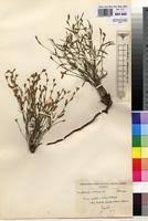 Image result for Zornia pratensis