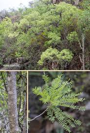 Image result for Kirkia