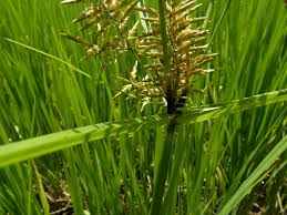 Image result for Pycreus macrostachyus