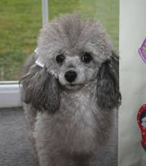 Dog with mask on white. 10 Grey Poodle Ideas