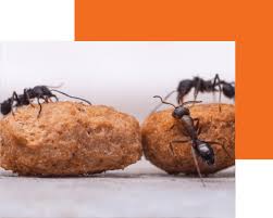 Louis wildlife removal and mole control. Cardinal Pest St Louis 1 Rated Ant Control Company