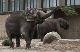 Here Are Some Elephants Eating Christmas Trees Elephant Eating Elephant Leftover Christmas Tree