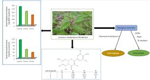 Image result for Lantana ukambensis
