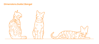 Bengal Cat Dimensions Drawings Dimensions Guide