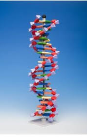 Molymod The Original Dual Scale System Of Molecular Models Dna Rna The Advanced Minidna System Comprises Colour Coded Abstract Dna Dna Model Dna Artwork