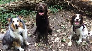 A dog who knows how to stay won't run into the street if she gets loose, so this is one of the most important skills for any dog to learn. Why Does My Dog Sit Like That The Lazy Sit Explained And When You Should Be Concerned Pethelpful