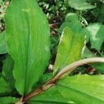 Image result for Palisota ambigua