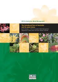 Image result for Chironia laxiflora