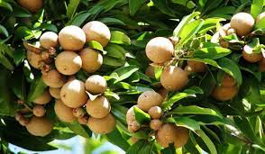 Sapota the tropical fruit in punjab! Grafted Sapodilla Fruit Tree