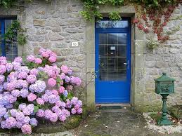 Kết quả hình ảnh cho cẩm tú cầu nhiều màu