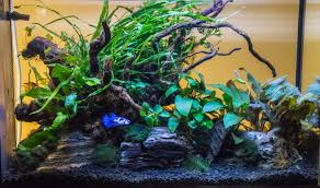 Best betta fish aquarium recommendations. Easy Planted Betta Tank Florida Aquatic Nurseries