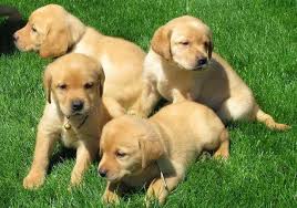 Find dogs and puppies from michigan breeders. Find Golden Labrador Puppies In Michigan Petswithlove Us
