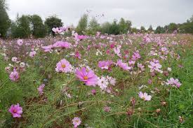 Echinacea purpurea 'sunrise' big sky. Gardeners Oregon Bee Project