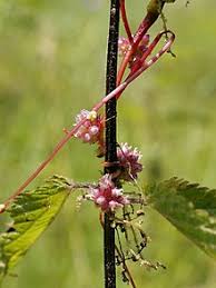 An integrated system of classification of flowering plants (english). Cuscuta Europaea Wikipedia