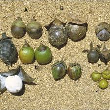 Image result for Diospyros mafiensis