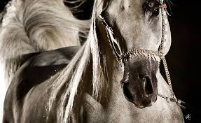 إرث الخيل العربية الأصيلة horses show horses arabian horse