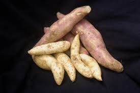 Image result for Ipomoea batatas pots