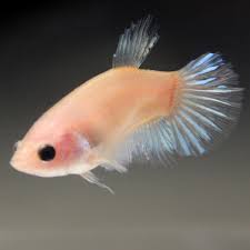 Fishgang Betta On Ebay Betta Fish Betta Fish
