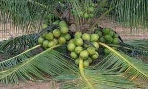 Cara utama budidaya kelapa sawit adalah memenuhi syarat tumbuh kembangnya. Budidaya Kelapa Kopyor Bagaimana Caranya Tukang Taman Jogja Jasa Taman Di Jogja