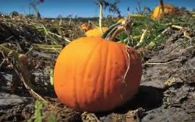 The video is of an experiment to see what the best soil is. A Pumpkin S Life The Kid Should See This