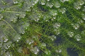 Image result for Hydrocharitaceae